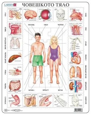 Larsen - Пъзел: Образователен – "Части на тялото" – 35 части, голям