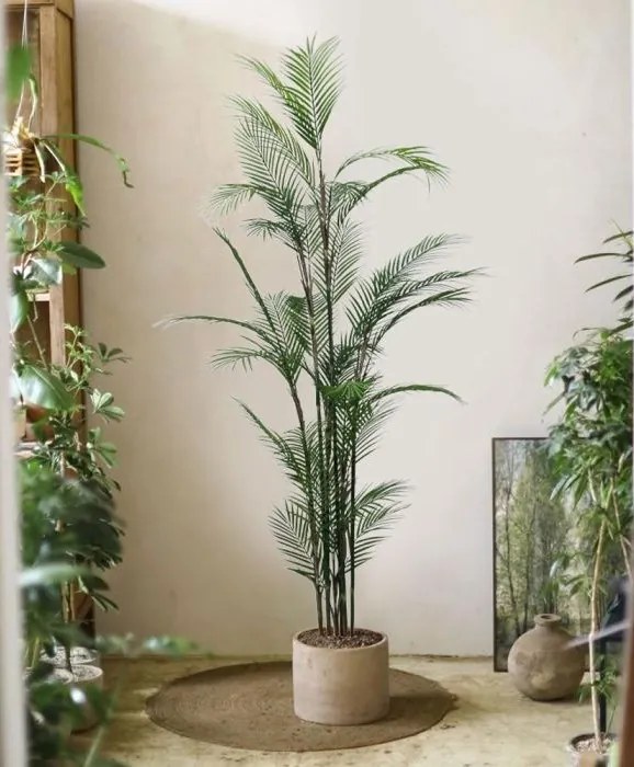 Декоративно растение Majesty Palm в саксия 180