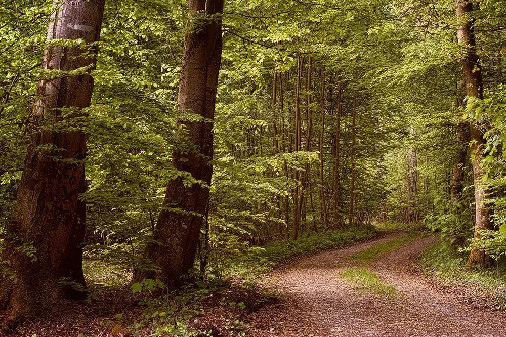 Самозалепващ фототапет – Зелена гора