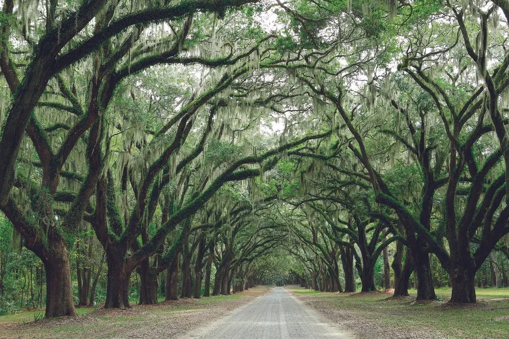 Самозалепващ фототапет – В прегръдка на дървета