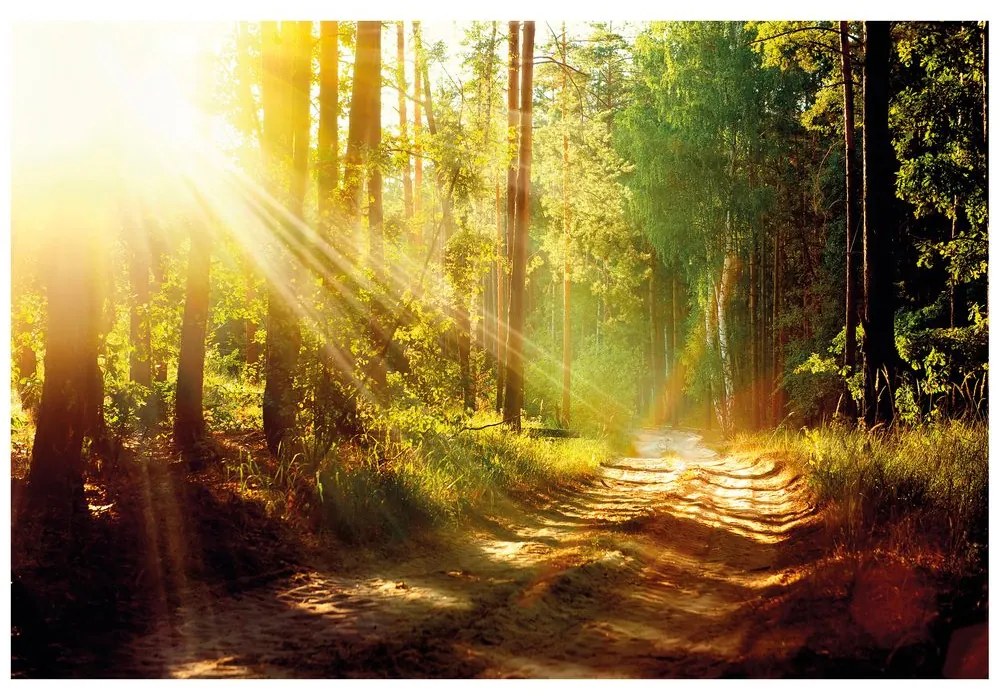 Самозалепващ фототапет – Слънчеви лъчи в гора