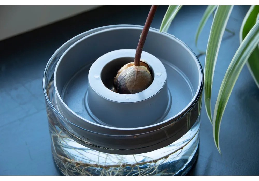 Стъклена купичка за покълване ø 14 cm Avocado – Esschert Design