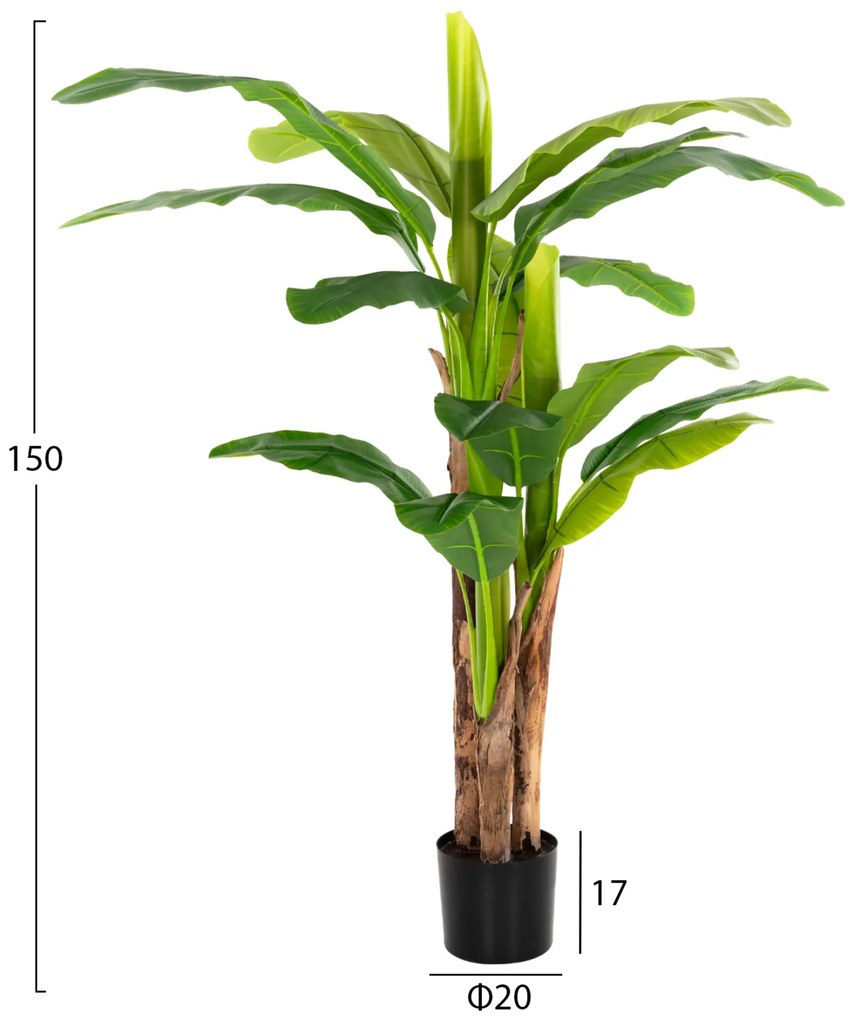 Растение HM7977 Бананово дърво