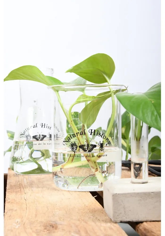 Стъклена ваза (височина 12 cm) Natural History – Esschert Design