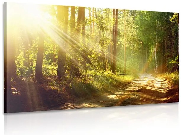 Картина на платно – Слънчеви лъчи в гората