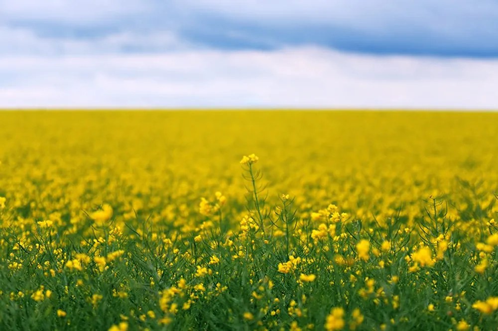 Фототапет – Жълто разцъфнало поле