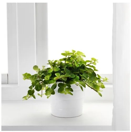 HIMALAYAMIX саксийно растение 602.345.34