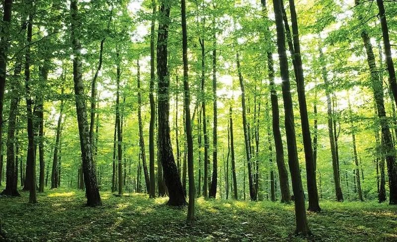 Sunny Forest - C404