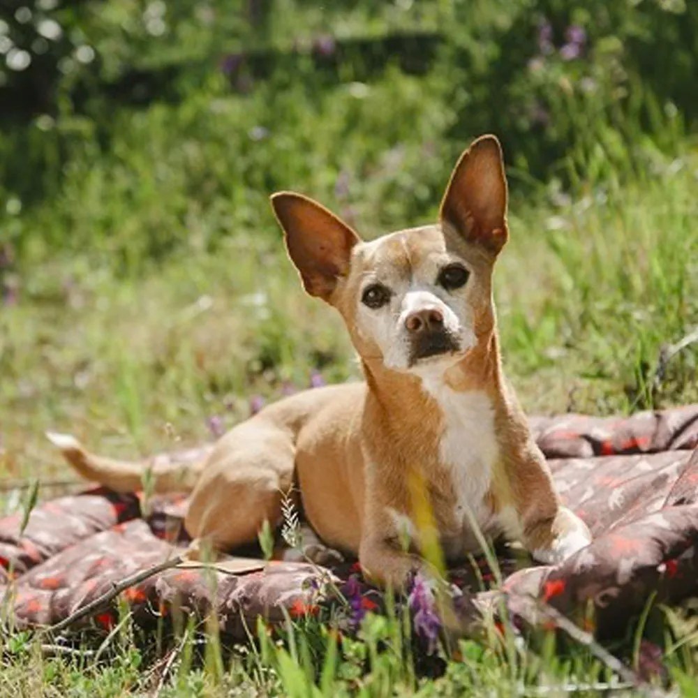 Кафяво легло за пътуване за куче 45x60 cm Outdoor Chill Pad Mocha S – P.L.A.Y.