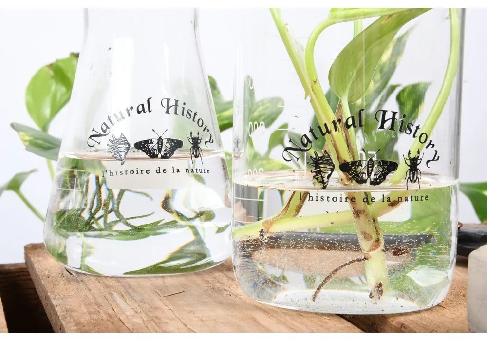 Стъклена ваза (височина 12 cm) Natural History – Esschert Design