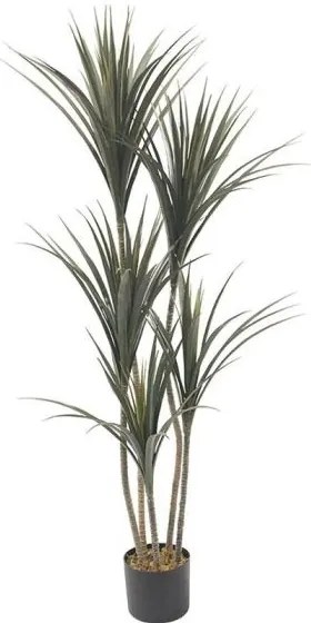 Декоративно растение Yucca в саксия -190