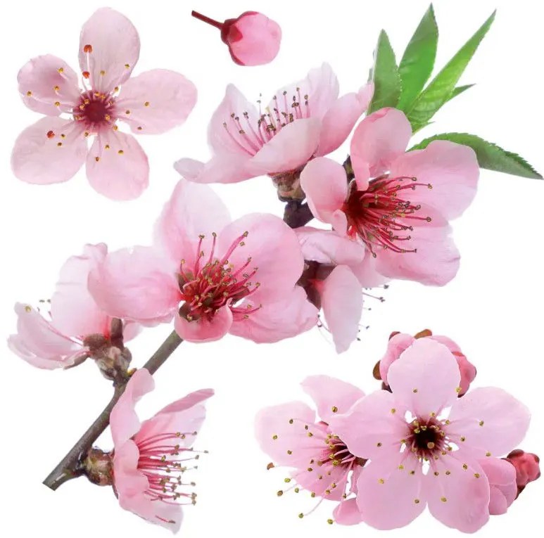 Декоративни стикери за стена Cherry Blossom M