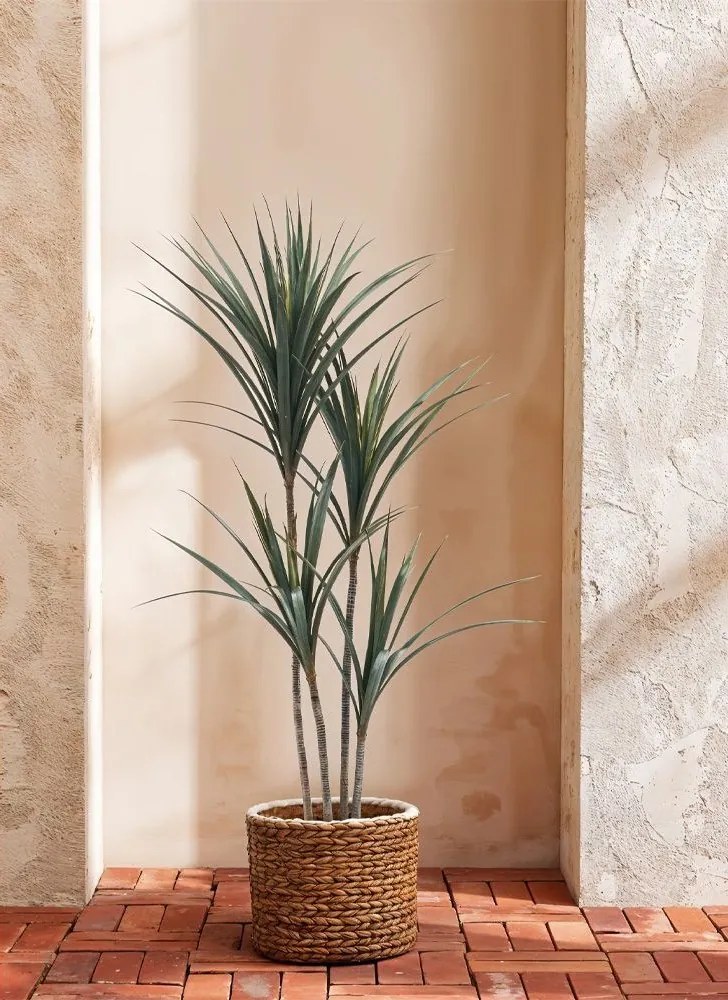 Декоративно растение Yucca в саксия -190