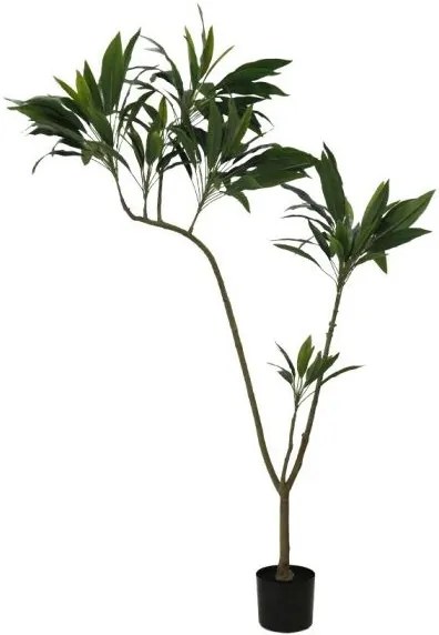 Декоративно растение Thin Iron в саксия 160