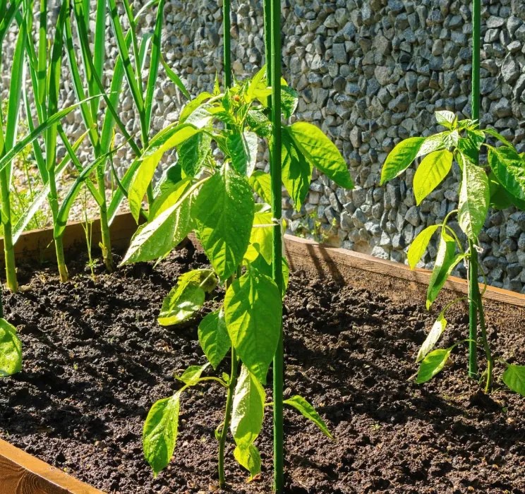 Опорна пръчка за растения 11 мм x 120 см - 1 бр.