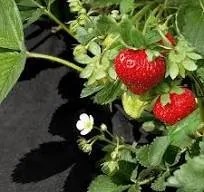 Agrimpex - Dual-Agro 50 гр. - мулчираща тъкан - двулицева - 1,6 х 10