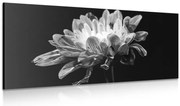 Картина на платно – Черно-бяла маргаритка