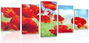 картини от 5 части – Макови цветя на ливада