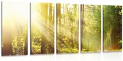 картини от 5 части – Слънчеви лъчи в гората
