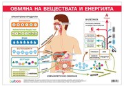 Office 1 Ученическо табло ''Обмяна на вещества и енергия'', 100 x 70 cm