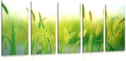 картини от 5 части – Стръкове трева в зелено изпълнение