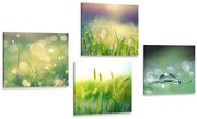 Комплект картини – Сутрешна роса на ливадата