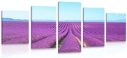 картини от 5 части – Безкрайно лавандулово поле