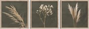 Картини в комплект 3 бр. 30x30 cm Pampas – Styler