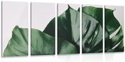 картини от 5 части – Лист на монстера