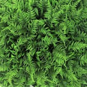 Изкуствена трева за стена А073, панел 50смх50см