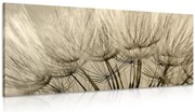 Картина на платно – Семена от глухарче в сепия