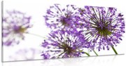Картина на платно – Цъфтящи лилави цветя на чесън