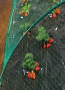 Мрежа за защита от птици Birdnet - Екструдирана 8 х 10 метра