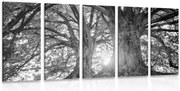картини от 5 части – Черно-бели величествени дървета
