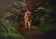 14423 - Тигър в джунгла