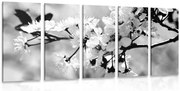 картини от 5 части – Цвят на череша в черно-бяло