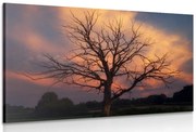 Картина на платно – Прекрасно дърво на ливадата