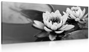Картина на платно – Лотосов цвят в езеро в черно-бяло