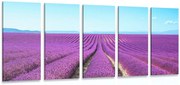 картини от 5 части – Безкрайно лавандулово поле