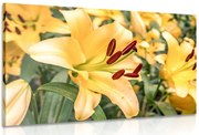 Картина на платно – Жълта лилия