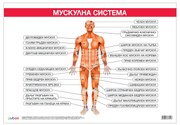 Office 1 Ученическо табло ''Мускулна система'', 100 x 70 cm