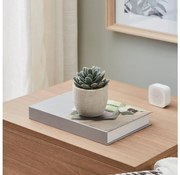 Eglo 428011 - Изкуствено растение CHITOSE 11x8 см, сукулент в саксия