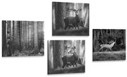 Комплект картини – Горски животни в черно-бяло