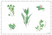 Подложка за хранене HERBARIUM