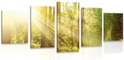 картини от 5 части – Слънчеви лъчи в гората