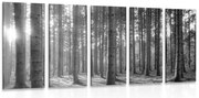 картини от 5 части – Сутрин в гората в черно-бял вариант