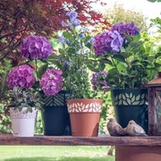 Stefanplast - Саксия с подложка Cloe,25 см - Графит