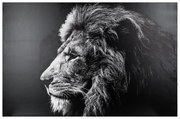 Картина atmosphera Lion, Принт на платно 78x118 см