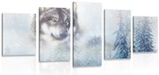 картини от 5 части – Вълк в снежна местност