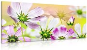 Картина на платно – Градински цветя